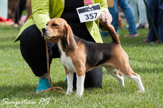 LIZBONA Simpatica PS