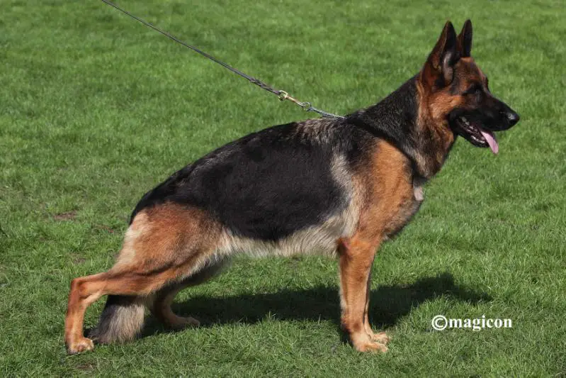 V19 BSZS 2018 Linda de Sagasta