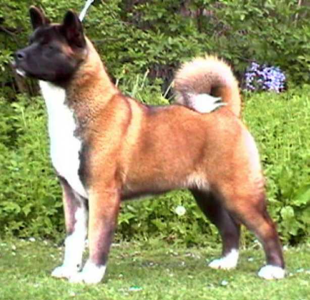 INT'L/RUS CH Melodor It's A Breeze