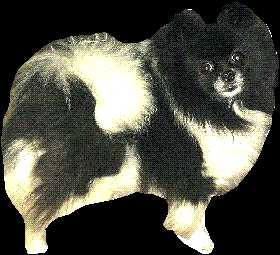 Powderpuffs First Lady at Loriet