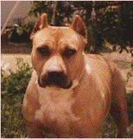 AKC Ch Benmar's Hickory Knot