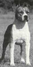 AKC Ch Fraja EC Ruff Ryder
