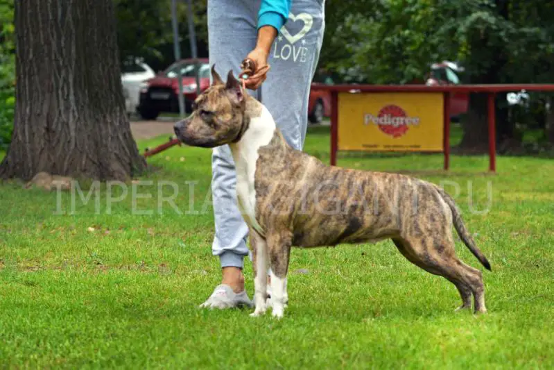 JCH RUS IMPERIAL GIGANT FIONA