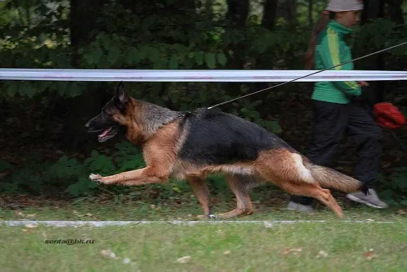 VA UKR, VA RUS De Orse Mak Flai Taira