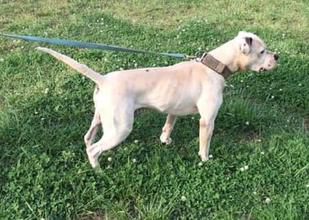 CH HOG LOVER'S ERWIN OF KONFEDERATE KENNEL