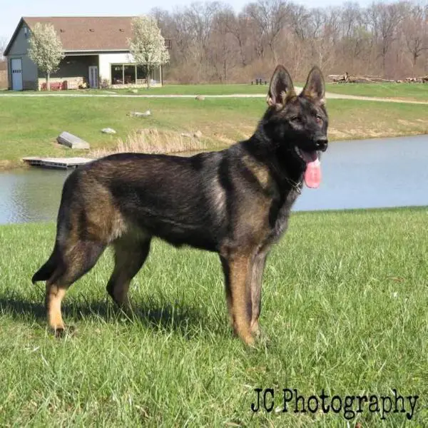 Achiever Dog Kendle Von Friesenhaus