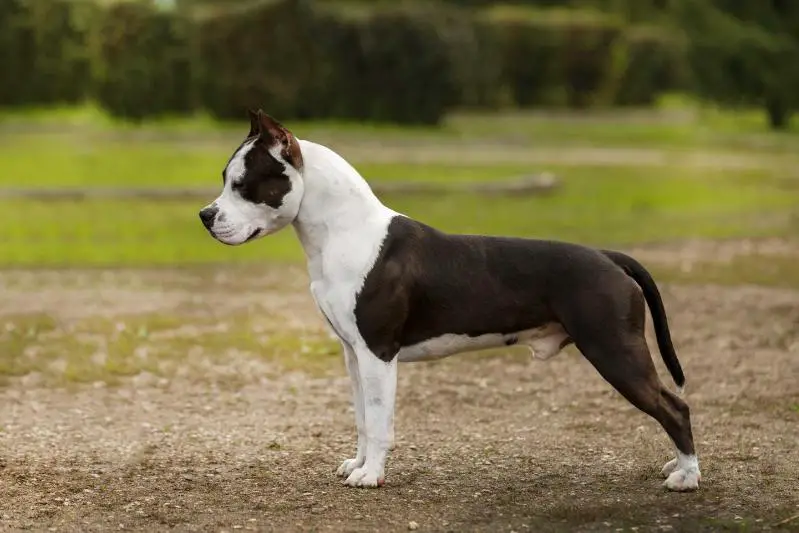 MULTI CH,JCH RUS, LIT, CH RUS, SLO,BLR, MAC, MNE, LIT,2*RKF, DO WHAT YOU MUST AND WIN