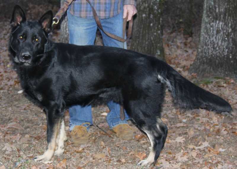 Rommel vom Rettinghaus