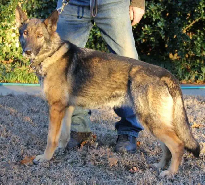 Queen Isabella vom Martinhaus