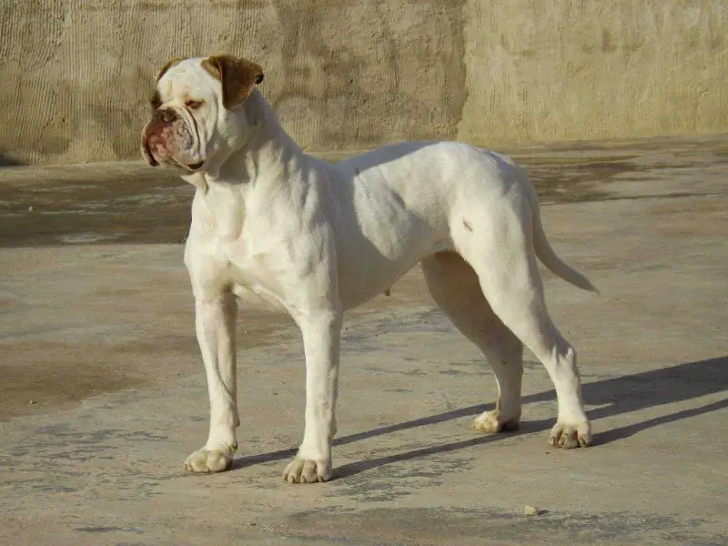 Redbullys Zeltia of Zeltaraura