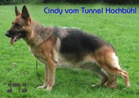 V Cindy vom Tunnel Hochbühl