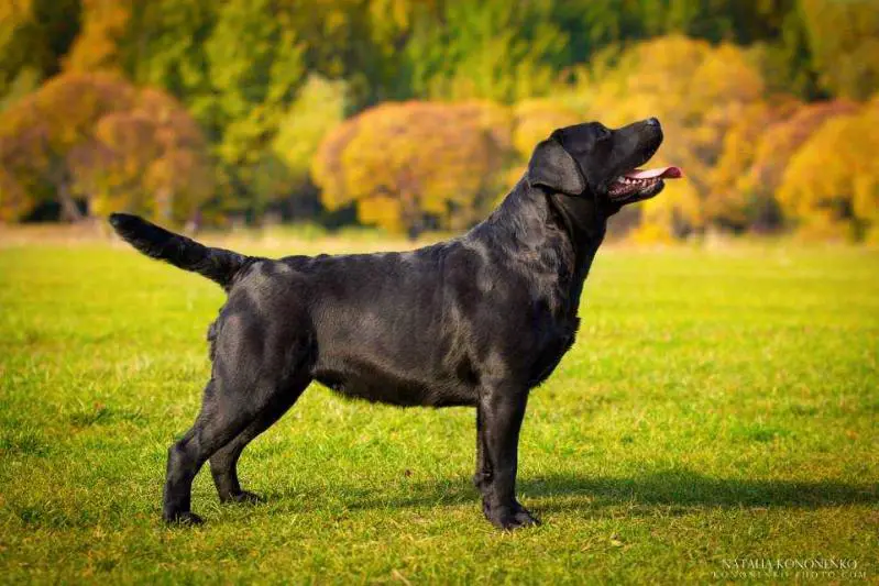 RUS,BLR,EST,LT.CH./RUS JCH. Vesten Hill´s Ollari Black Charm