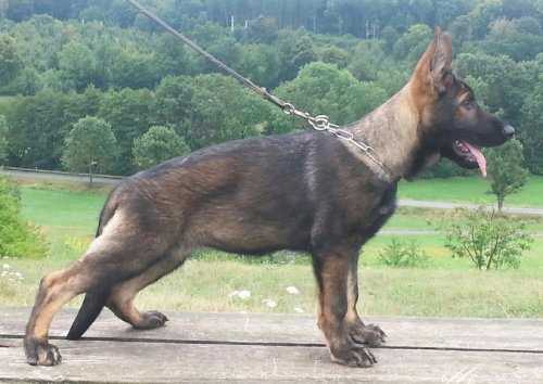 V Nelly vom Wolfstal