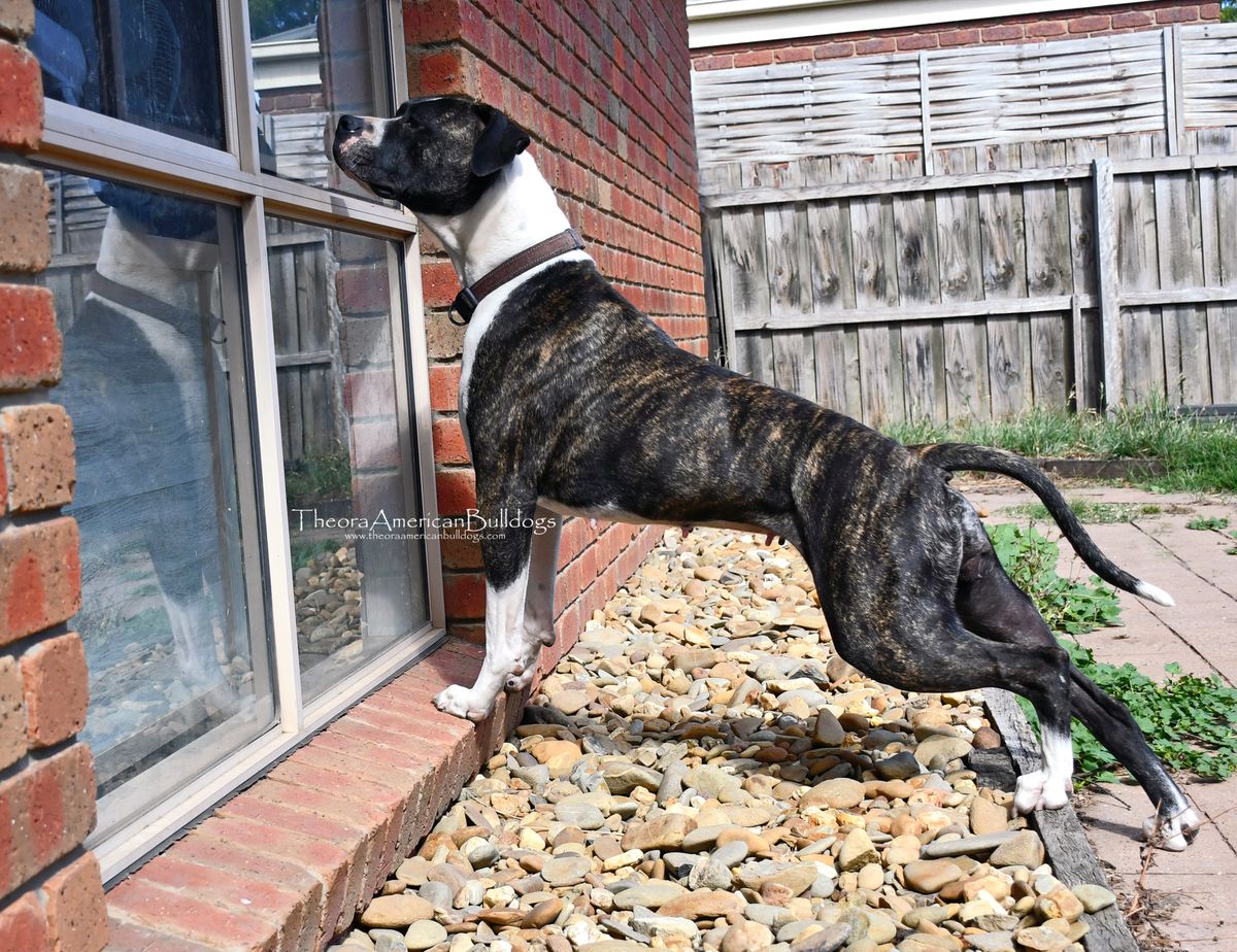 Theora's Rites of Passage