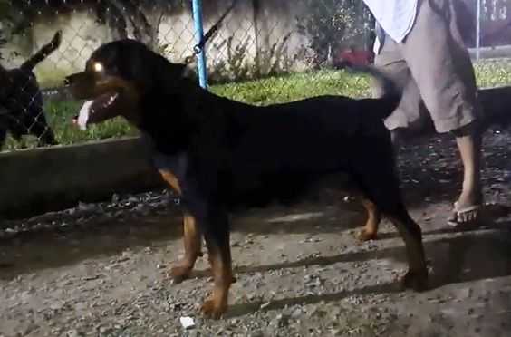 Dakota von der Bahnbrucke