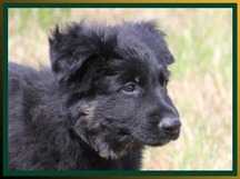 Kaiser von der Osterwiese