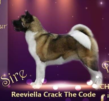 Reeviella Crack The Code
