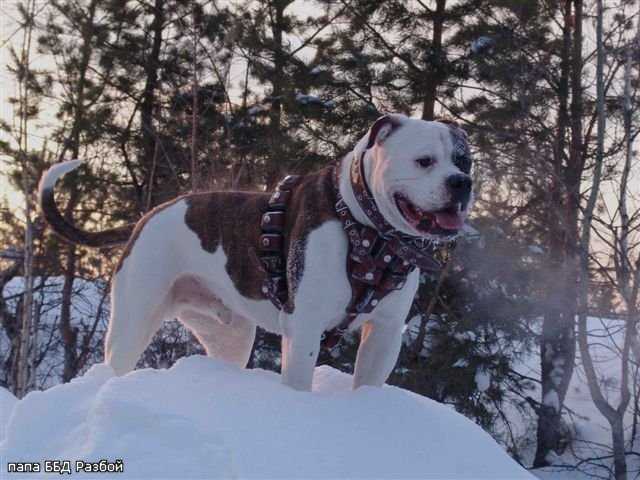 Bull Baiting Dog Robbery