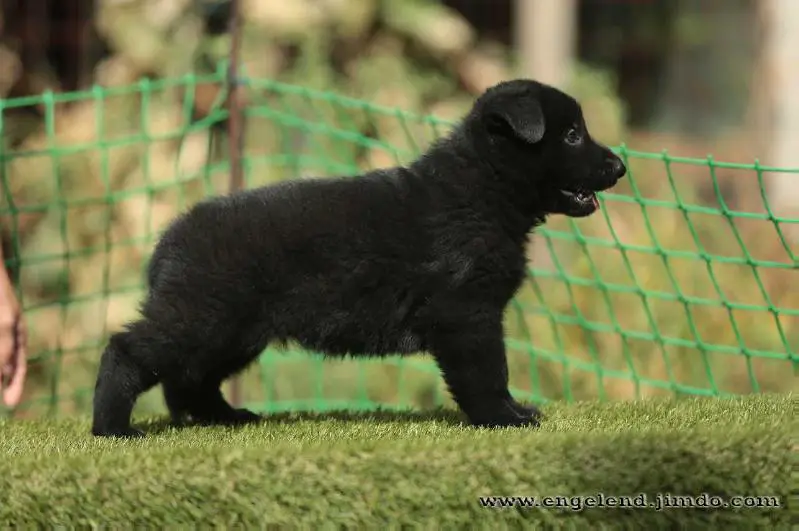 Engelend Marisol Mari