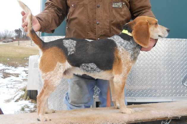 Scrogham's Blue Spike