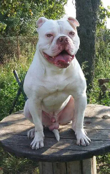 Suburban Bulls Prince