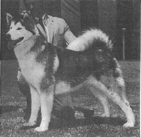 CH Timberlane's Tasha