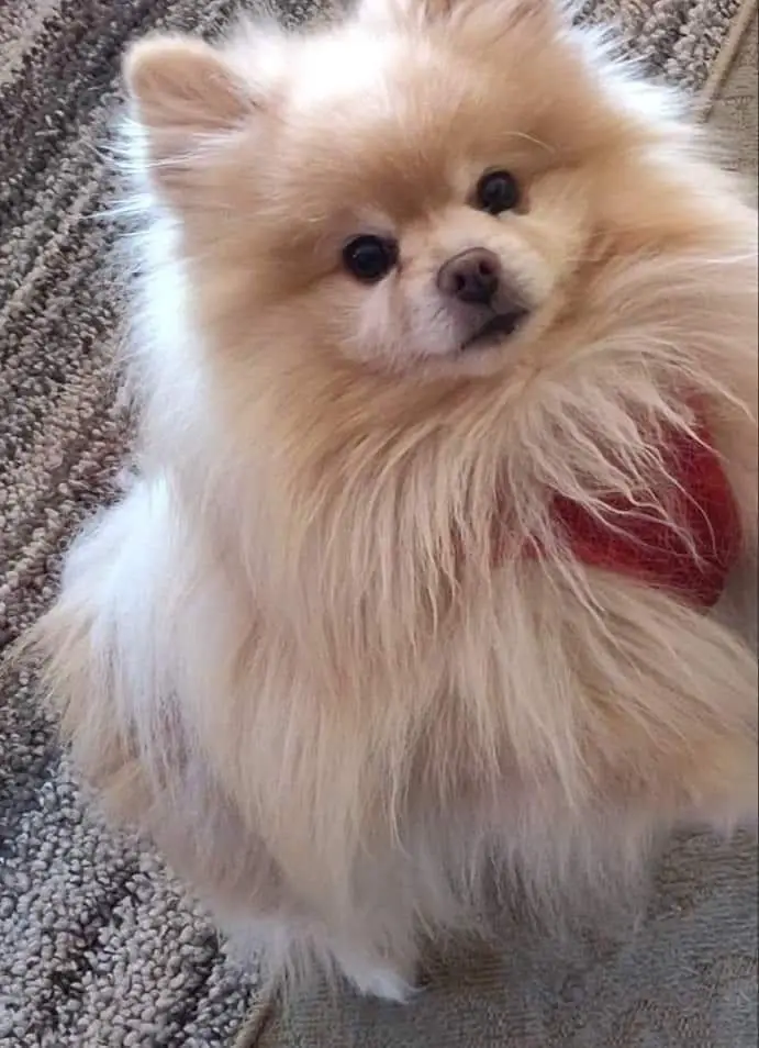 House Of Poms Trooper