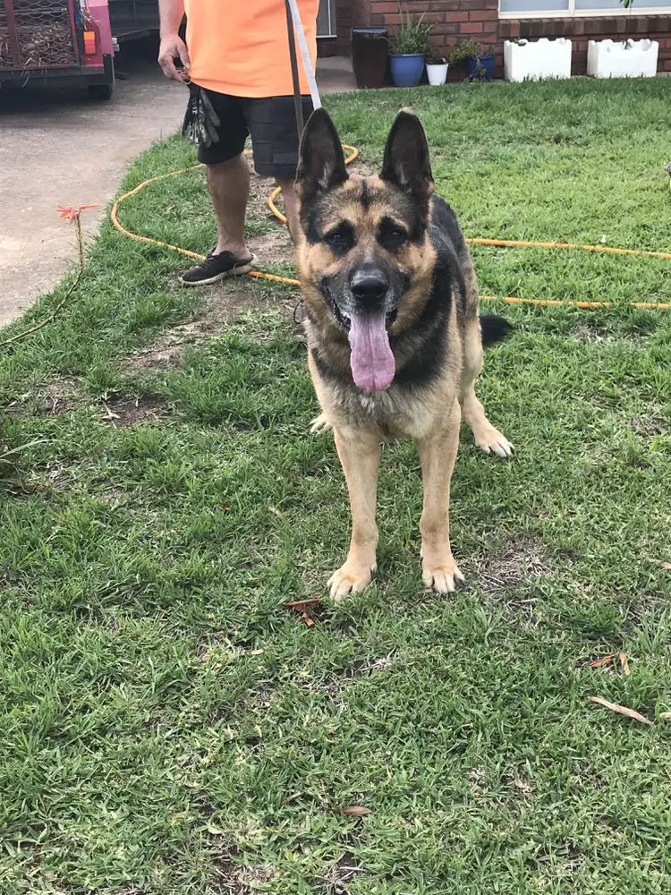 Likohaus Chuligan