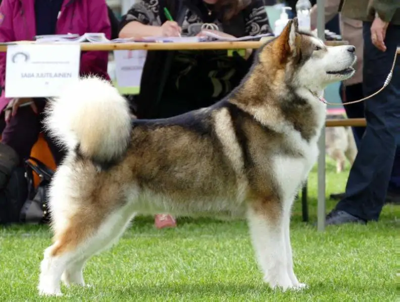 Fi ch Lumikeijun Birta Katla