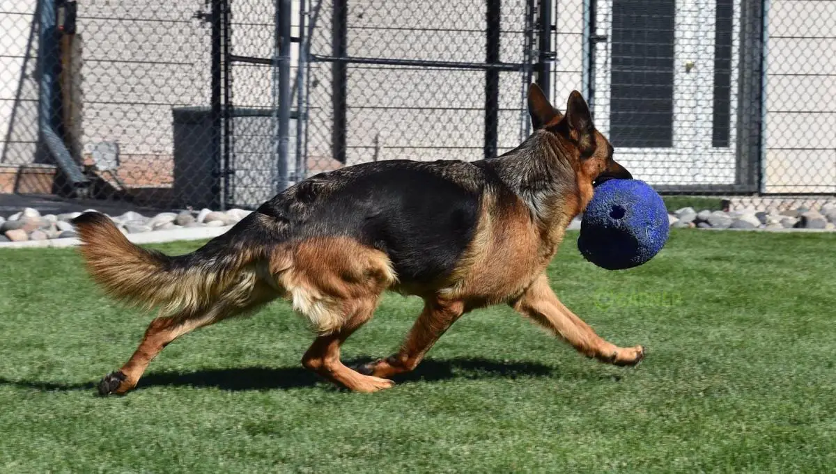 Bella vom Haus Rochele