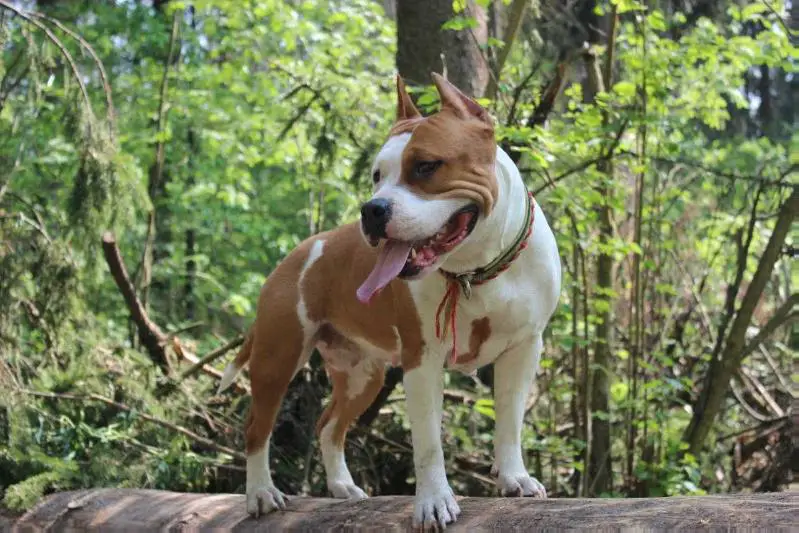 Brielle Flame Of Heart