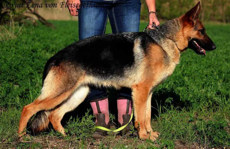 Royal Zena Von Fleischerhiem