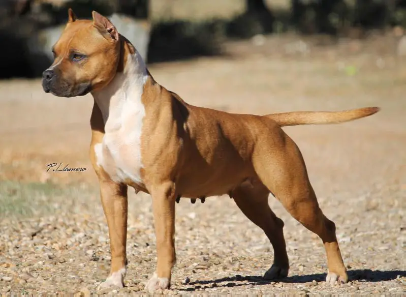 Missnar's Chunky Monkey