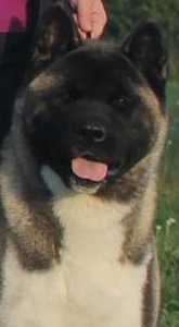 Tamonten Loudestar Rey