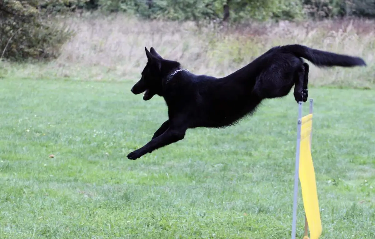 Wolf's Balko