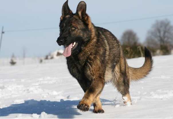 Czech Prison Dog Ares z Venkovskeho dvora