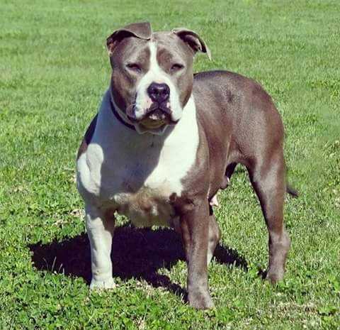 ANDONAS MY BLUE TREASURE