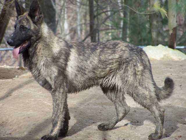 K9pines Fourth Generation Brindle Is Mozart