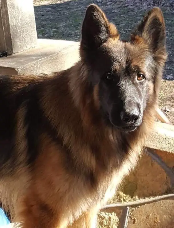 Barney Z Vrchu Dobry