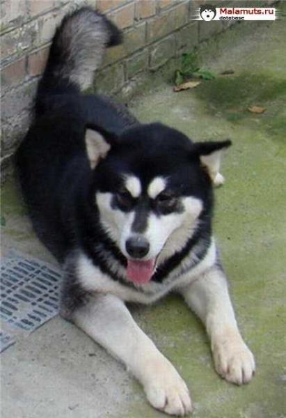 Atuola Snezhnaya Luna