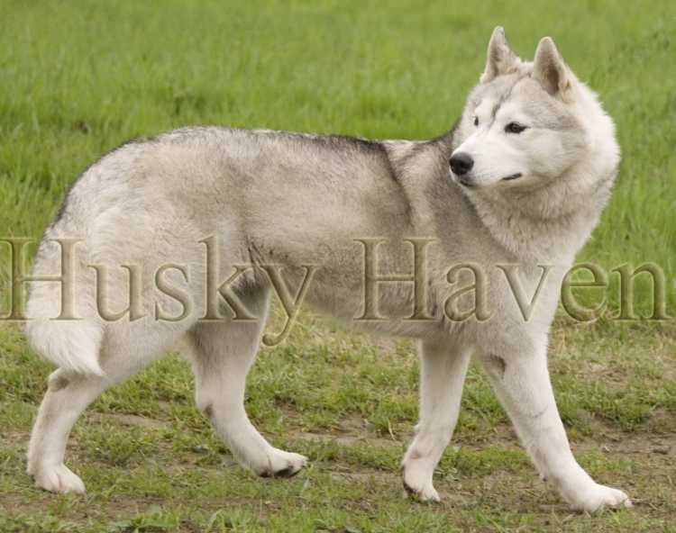 CH RUS HUSKY HAVEN TEQUILA
