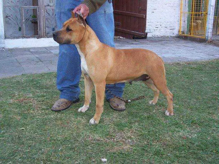 Tara do american pride