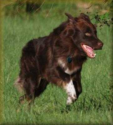 Gearhart's Rico Painted Red