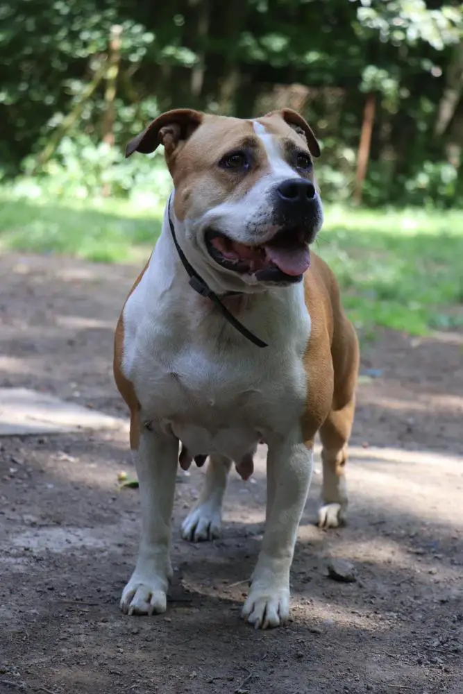 PENELOPE PIRANIA Zomiranos