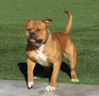 Koncrete Jungle Kennel's Koda