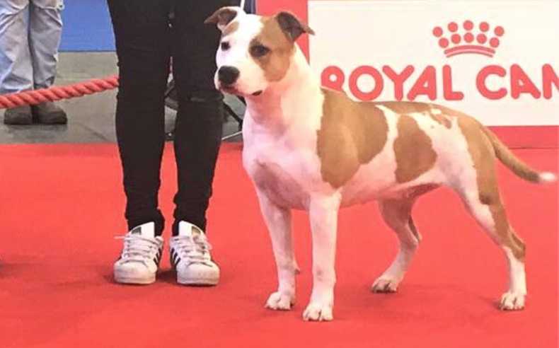 PTCH Harriet Tipit Z Hanky