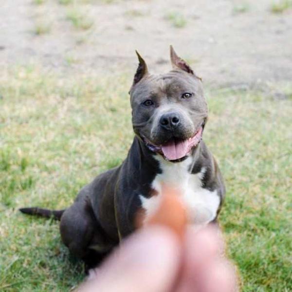 Baruk Bullets New Kraftfeld