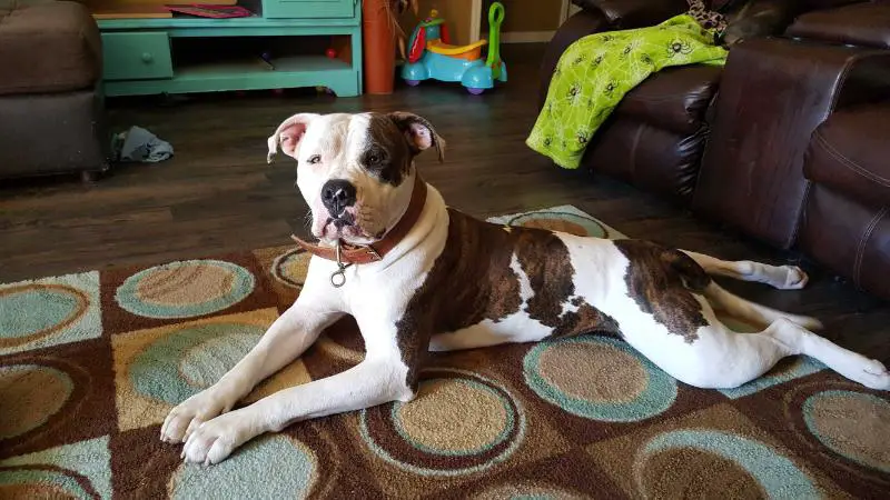 Hearn's Bull of Auxford