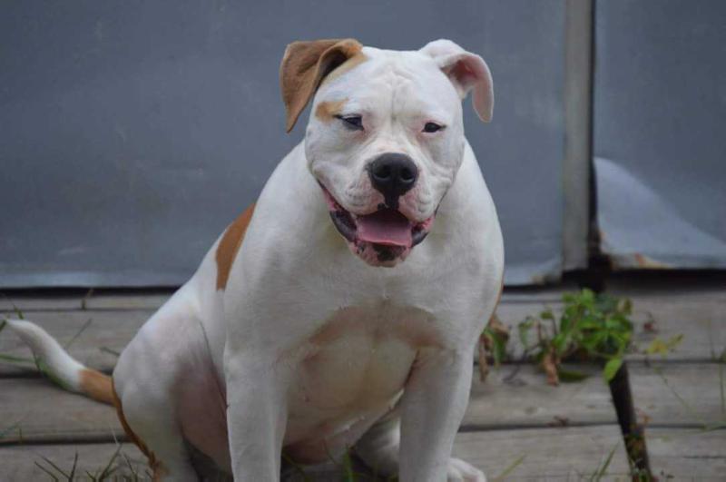 Hearn's Luna-tic Fringe