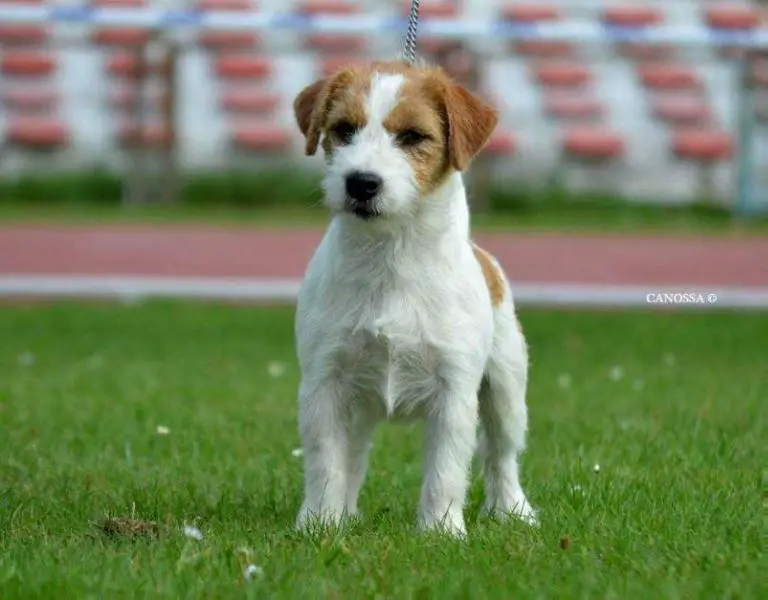 Europan Minor Puppy Winner '16 BOB DUMBLEDORE Catori Muraco